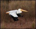 _9SB1910 american white pelican